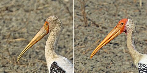 Painted stork (Mycteria Leucocephala) sub adult and adult heads composite