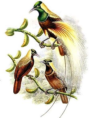 Paradisaea guilielmi by Bowdler Sharpe