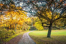 Path and tree in Franklin Park, October 2013.jpg