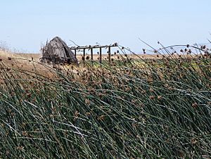 Patwin reed hut
