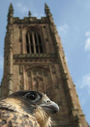 Peregrine falcon and Derby Cathedral tower