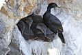Phalacrocorax pelagicus -San Luis Obispo, California, USA -nest-8 (3)