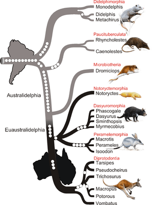 Phylogenetic tree of marsupials derived from retroposon data - journal.pbio.1000436.g002