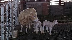 Polled dorsets at the North Carolina State University small ruminant group farm