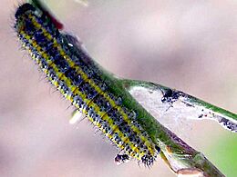 Pontia daplidice larva