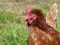 Poules en bio à Bailleul-Neuville 16
