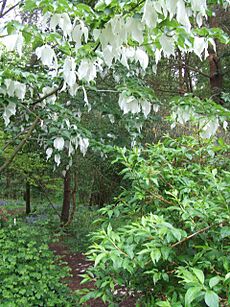 Prince Charles' Spinney, Richmond Park - geograph.org.uk - 349496