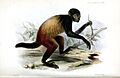 Proceedings of the Zoological Society of London (9515589493)