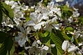 Prunus speciosa (Oshima cherry) オオシマザクラ 1