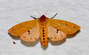 Pyrrharctia isabella – Isabella Tiger Moth (14842796231).jpg