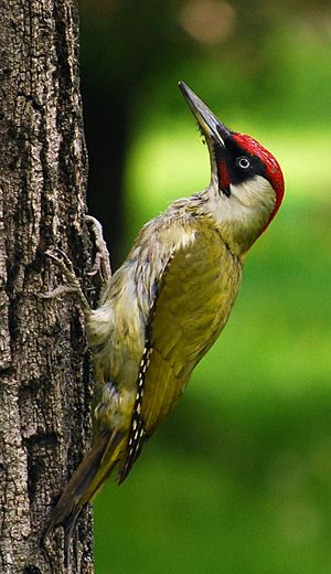 RO B Carol Park green woodpecker crop