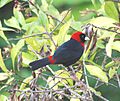 Ramphocelus sanguinolentus