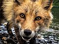 Red Fox (28735336466)