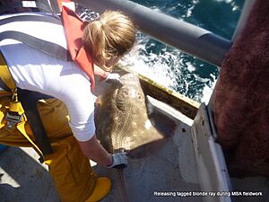 Releasing tagged blonde ray