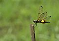 Rhiothemis phylis