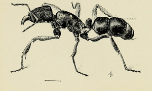 Rhytidoponera metallica in Australian insects Froggatt 1907