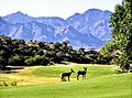 Saddlebrooke Preserve Golf with Two Deer