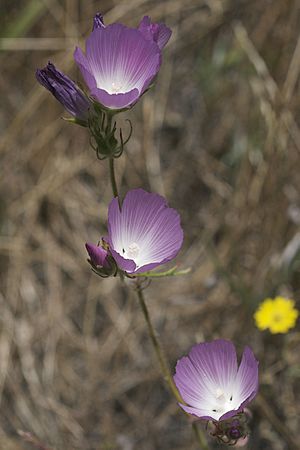 Sidalcea diploscypha.jpg