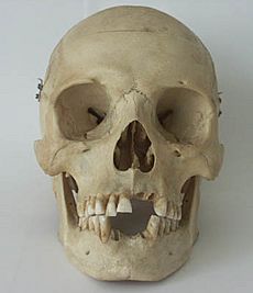 SkullFromTheFront