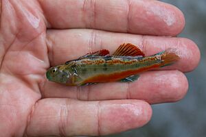 Snubnose Darter, Etheostoma simoterum.jpg