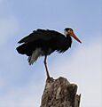 Storm's stork close