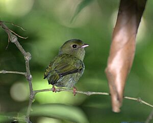 TANGARA fêmea ( Chiroxiphia caudata ).jpg