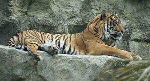 TIger at Auckland Zoo - Flickr - 111 Emergency (1)