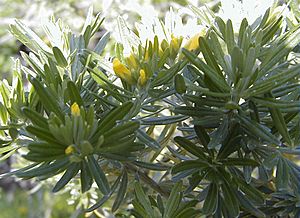Teline linifolia.jpg