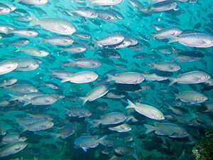 Thousands of Blacksmith on the Peacock Wreck
