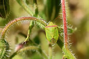 Thyanta pallidovirens