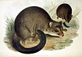 Trichosurus caninus Gould