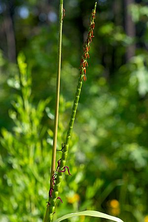 Tripsacum dactyloides Arkansas.jpg