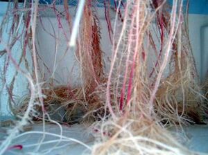 True-aeroponics