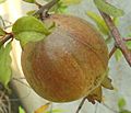 Unripened pomegranate
