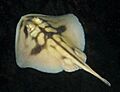Urolophus cruciatus museum victoria