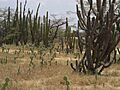 Vejetación Guajira - panoramio