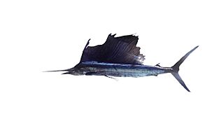 Voilier de l'Indo-Pacifique (Istiophorus platypterus) (Ifremer 00761-87277)