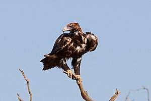 Wedge-tailed Eagle (Aquila audax) (8079586639)