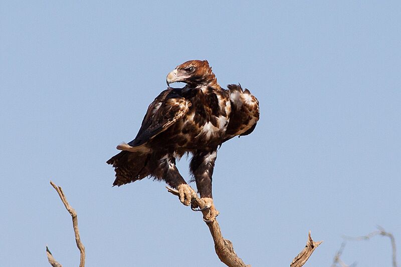 Wedge-tailed Eagle (Aquila audax) (8079586639)
