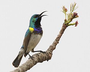 White-breasted Sunbird (Cinnyris talatala) (4030672432).jpg