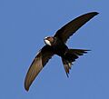 White-rumped swift, Apus caffer, at Suikerbosrand Nature Reserve, Gauteng, South Africa (23244631962), crop
