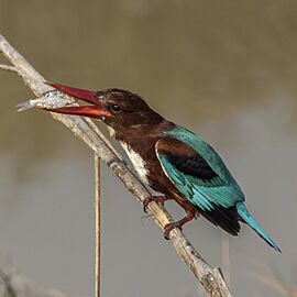 White-throated kingfisher (Halcyon smyrnensis fusca) 4