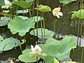 White Lotus pond at Sir Seewoosagur Ramgoolam Botanical Garden, March 2020 (5)