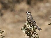 Zaratornis stresemanni - White-cheeked Cotinga.jpg