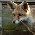 'Freda' Fox (15225213661)