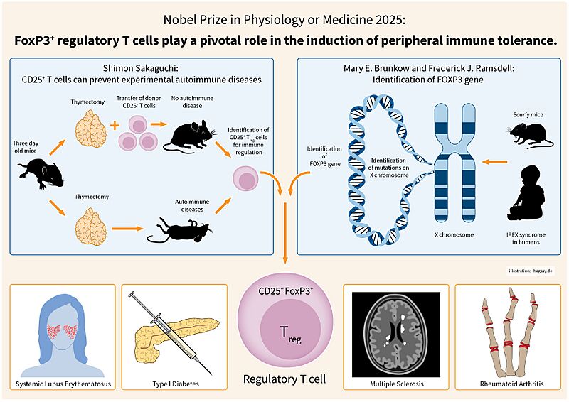 25-10-06-Nobel-Prize-FOXP3-Hegasy-v02