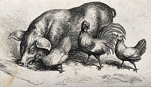 A pig and three hens coming to feed from a trough. Etching. Wellcome V0021679