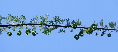 Acacia tortilis subsp heteracantha, loof en peule, Wonderboom NR, a