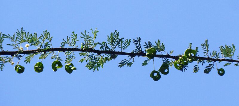 Acacia tortilis subsp heteracantha, loof en peule, Wonderboom NR, a