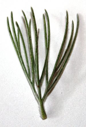 Adenanthos sericeus leaf